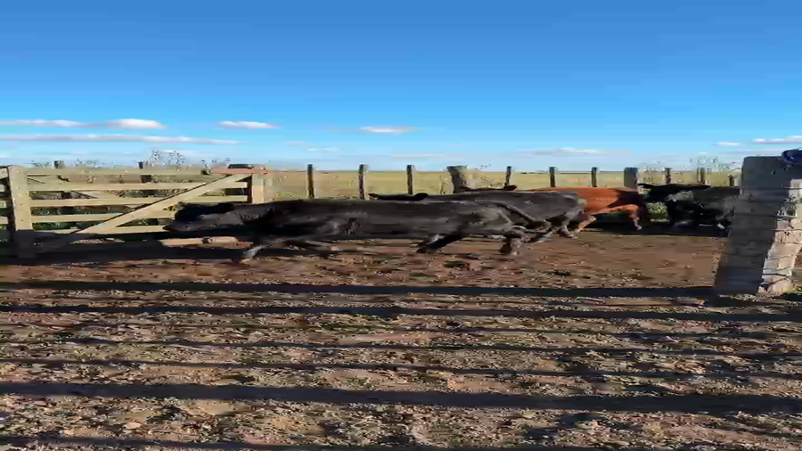 Lote 154 Vacas C/ gtia de preñez en Balcarce