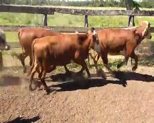 Lote 49 Vaquillonas en La Eduvigis, Chaco