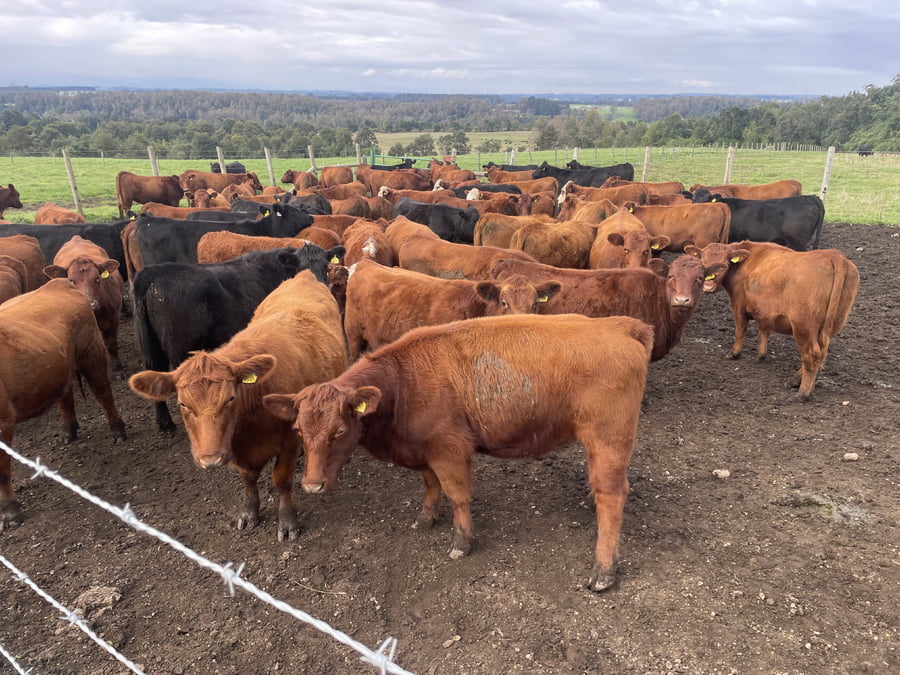 Lote 70 Vaquilla Engorda en Puerto Varas, X Región Los Lagos