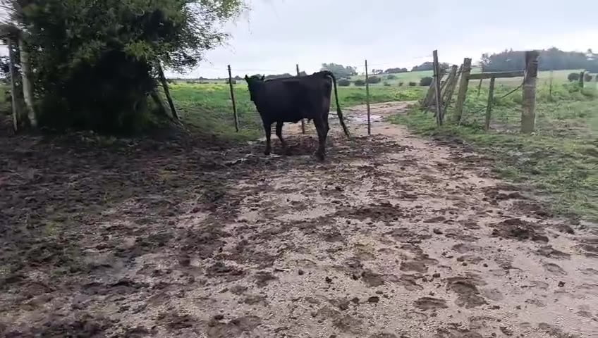 Lote Vaca a remate en Pantalla Camy, San José