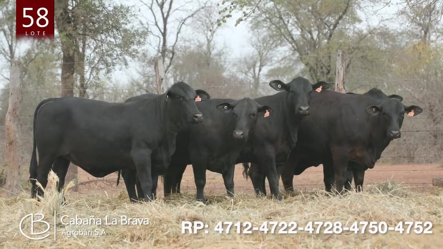 Lote Vaquillona preñada
