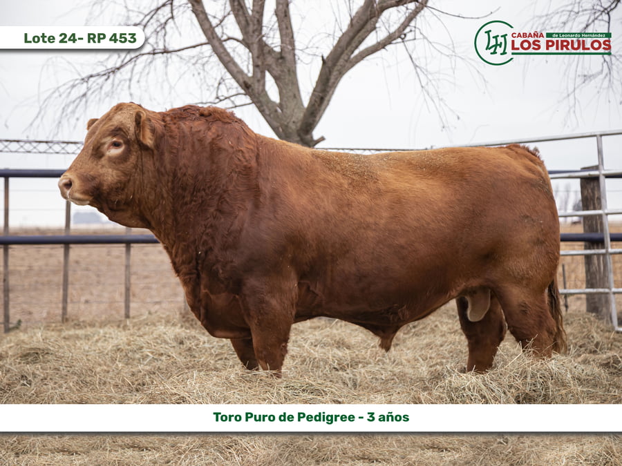 Lote TOROS PUROS DE PEDIGREE - INDIVIDUALES