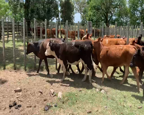Lote 15 Terneras en Melo, Cerro Largo
