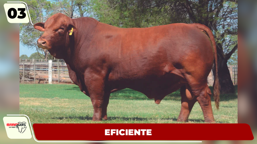Lote LOTE 3
