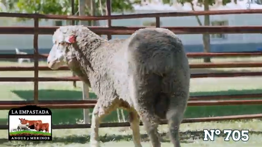 Lote Merino Australiano