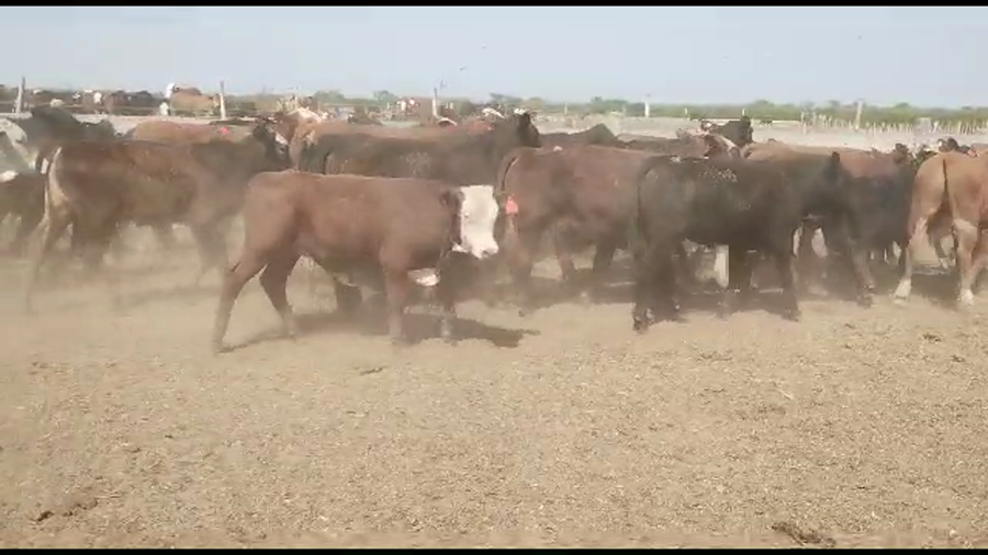 Lote 130 Terneros en La Banda, Santiago del Estero
