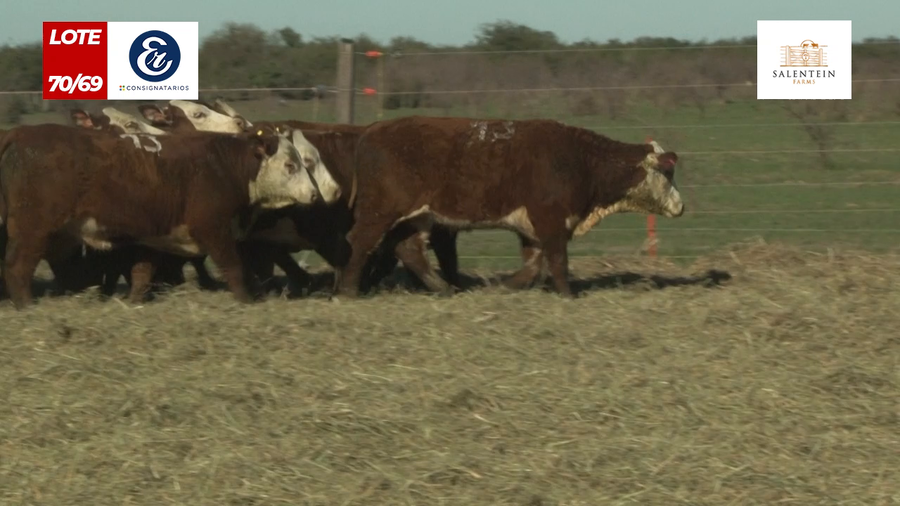 Lote Vaquillas Braford Generales para Servicio (Aptas Reproductivas por Tacto Rectal)