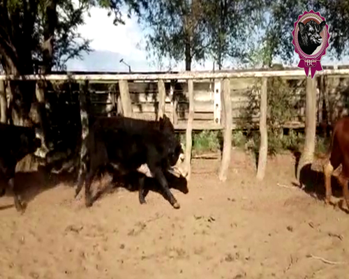 Lote 30 Terneros de 200 Kg