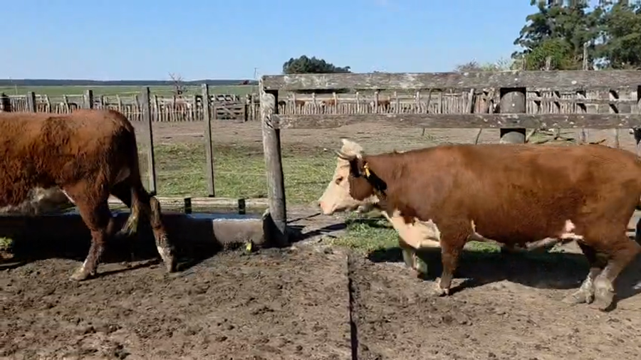 Lote 40 Vacas preñadas en Chajari - ER