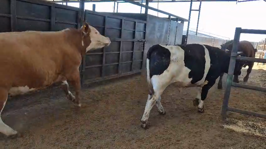 Lote 20 Novillo Gordo en Linares, VII  Región Maule