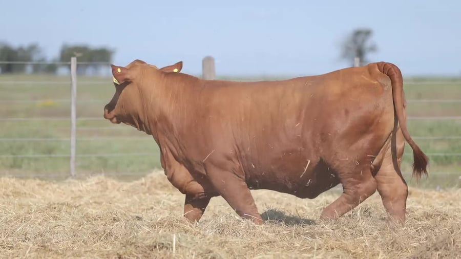 Lote Vaquillonas Brangus PREMIUN - Preñadas - Cabaña Los Guasunchos