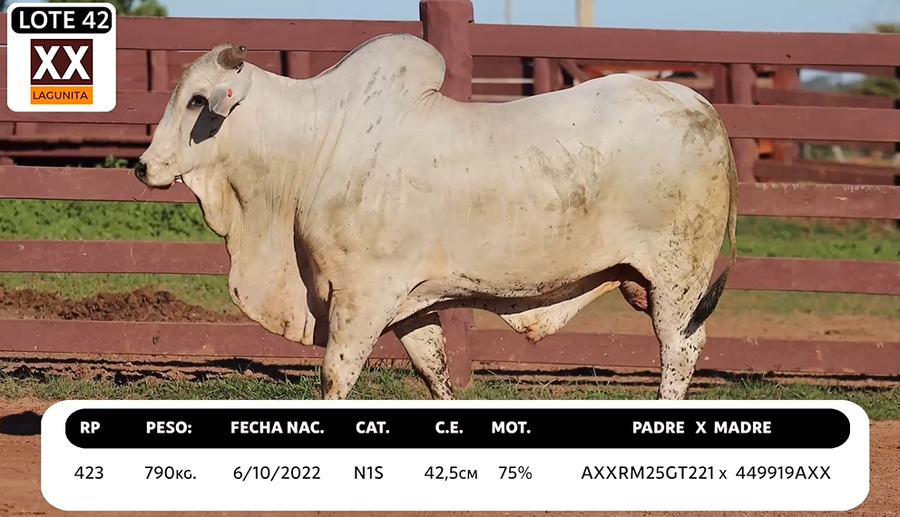 Lote LOTE 42