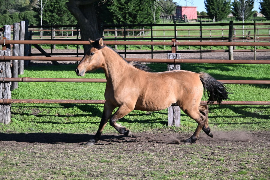 Lote RAIGUELEN ARGILA