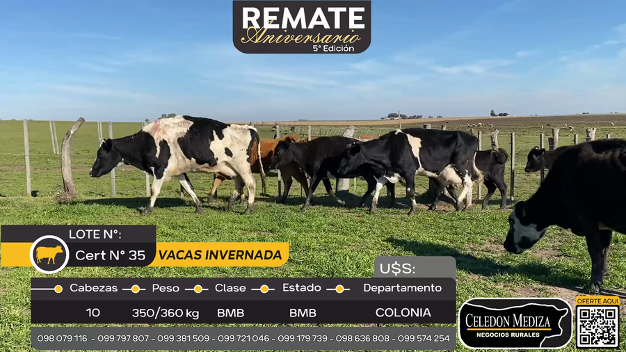 Lote 10 Vacas de Invernada en La Horqueta, Colonia