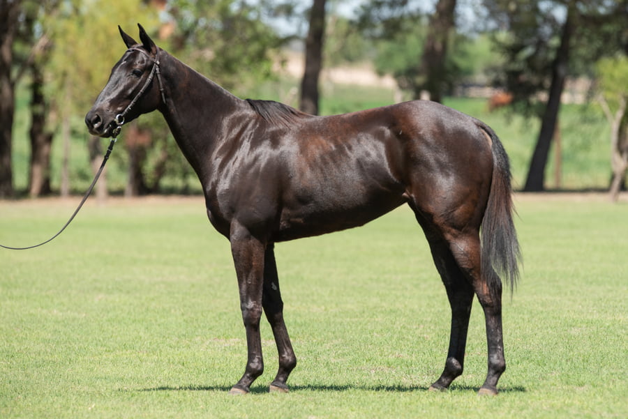 Lote TAITA AMPARO - T/E (FINO COOL - GRAPPA CARIDAD)