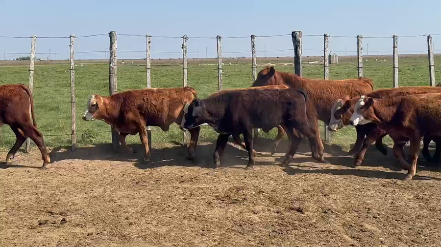 Lote 130 Terneros/as en Ita-Ibate, Corrientes