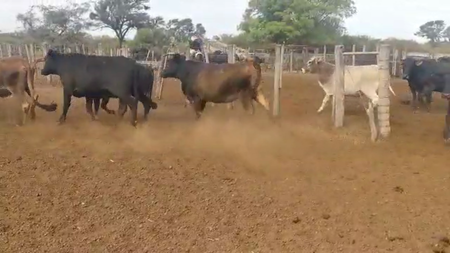 Lote 35 Vacas de invernar en Quimilí, Santiago del Estero