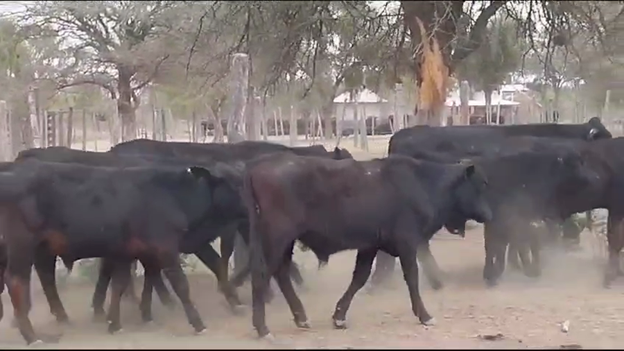 Lote 40 Terneros/as en La Banda, Santiago del Estero