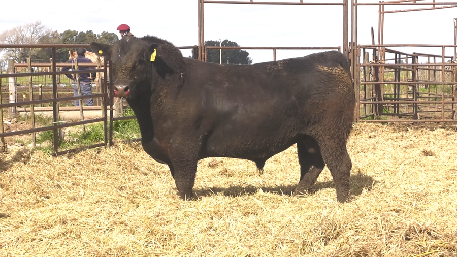 Lote TOROS ANGUS  PP