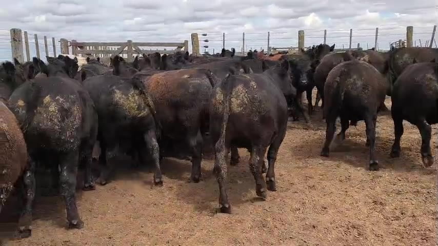 Lote NOV Faena - Huinca Renancó Cba