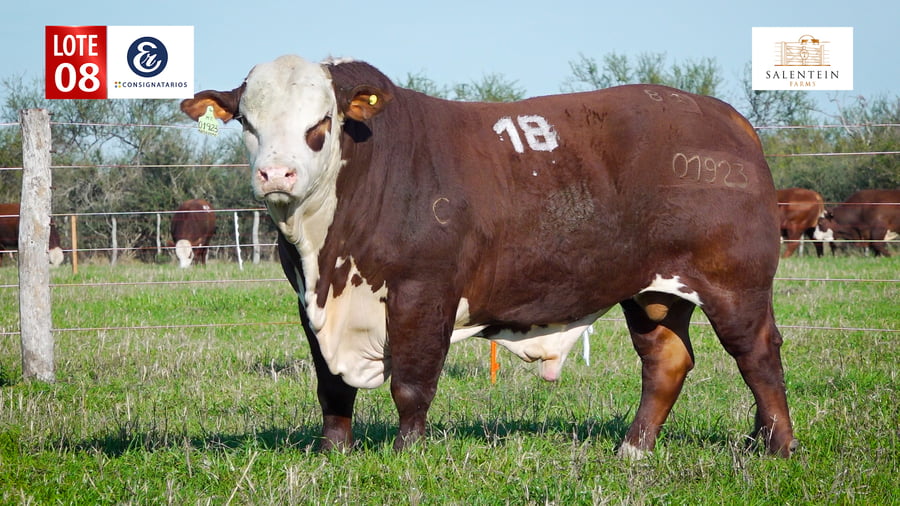 Lote LOTE 8 - TORO BRAFORD NO. 18