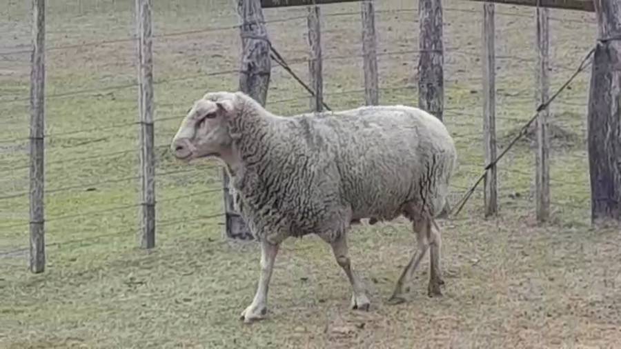 Lote (Vendido)Carneros MILCHSCHAF a remate en #29 Pantalla Carmelo 80kg -  en VIBORAS Y VACAS