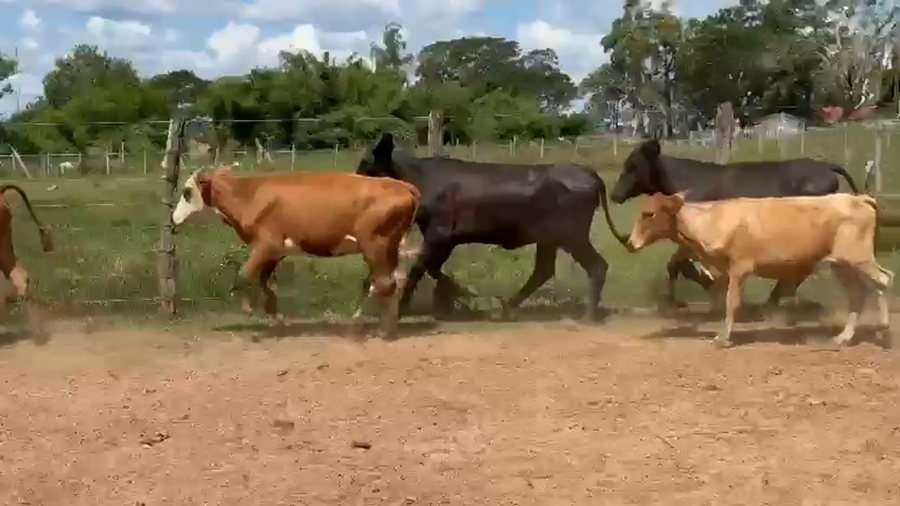 Lote 100 Terneras en Corrientes, Virasoro