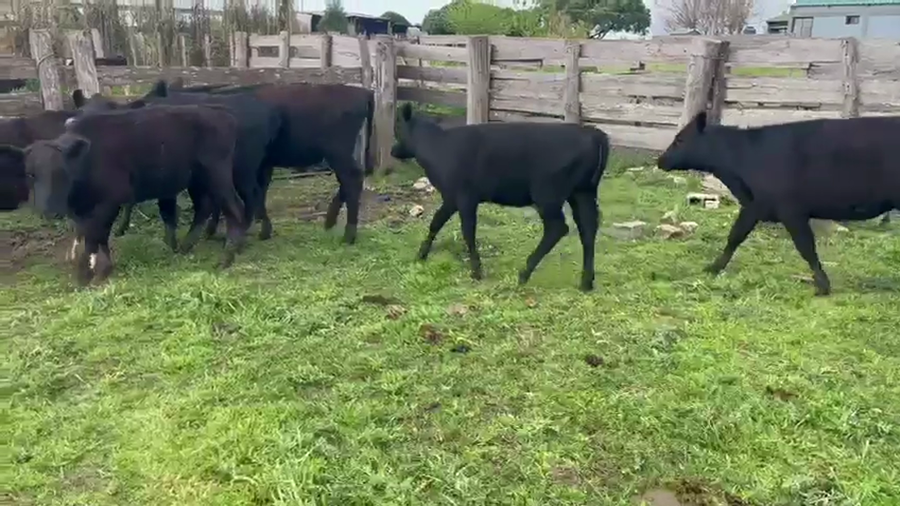 Lote 10 Terneros a remate en Pantalla Camy, San José