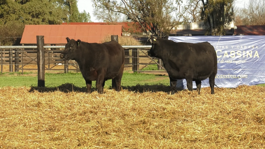 Lote VAQUILLONAS ANGUS PURO CONTROLADAS PREÑADAS PARICION PRIMAVERA
