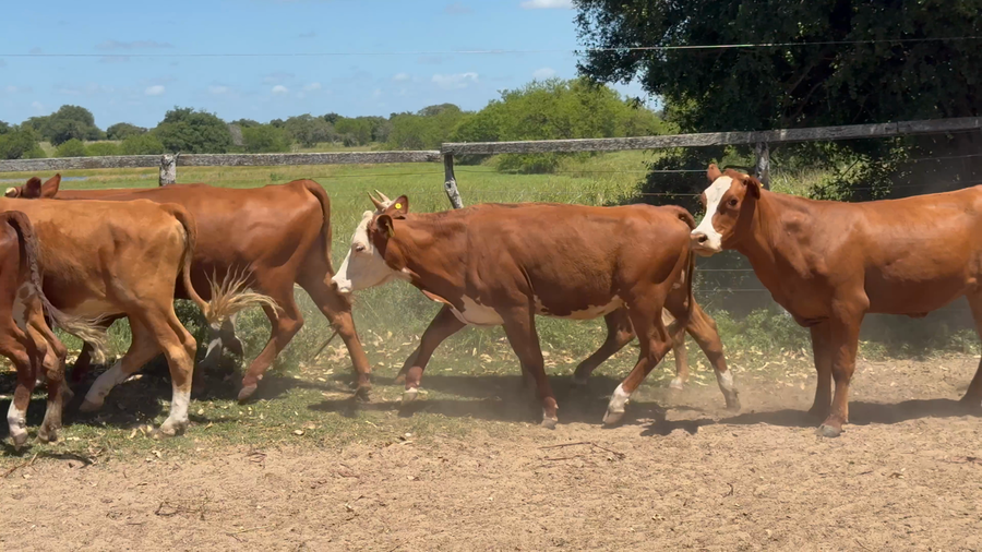 Lote 30 Vaquillonas en Corrientes, Paso de Los Libres