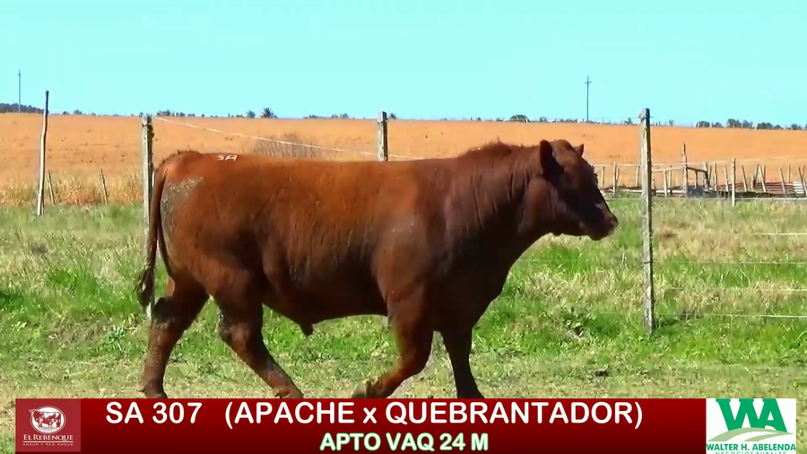 Lote Toros a remate en ANGUS EL REBENQUE, Florida