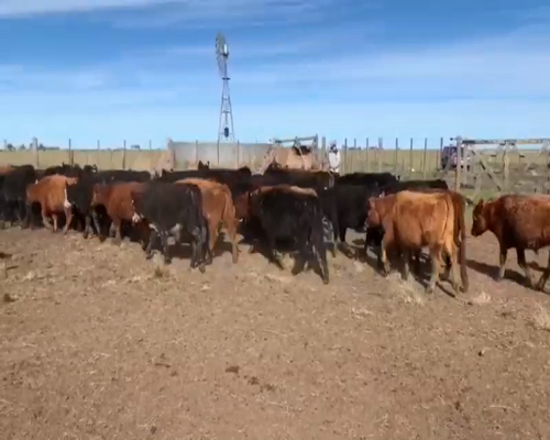 Lote Terneros/as en Laprida, Buenos Aires