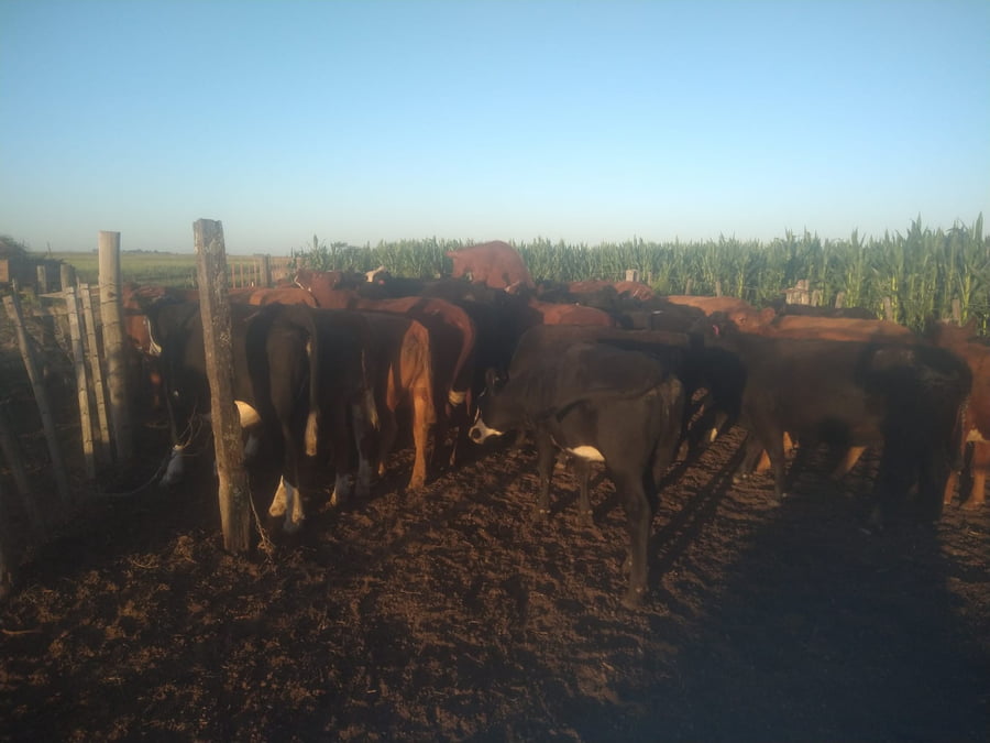 Lote 36 Vaquillonas en Buenos Aires