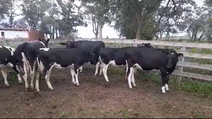 Lote (Vendido)6 Vaquillonas holando HOLANDO a remate en #37 Pantalla Carmelo 330kg -  en SAN PEDRO