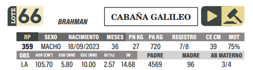 Lote LOTE 66