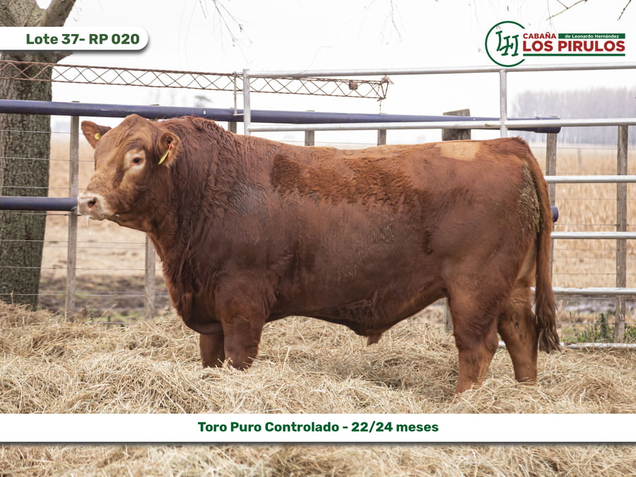 Lote TOROS PUROS CONTROLADOS - 22/24 meses