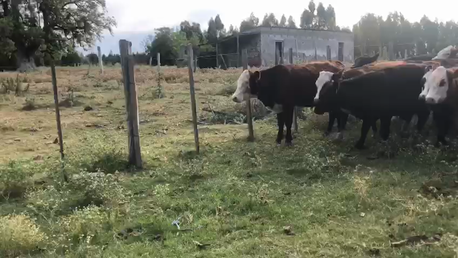 Lote 11 Terneros CR AA