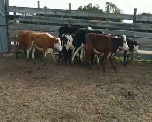 Lote (Vendido)10 Terneras He y Cruzas a remate en 1º Remate Virtual 149kg -  en Cerro