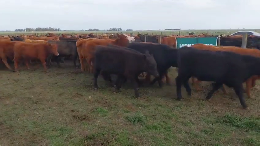 Lote 60 Terneros EN ARBOLEDAS