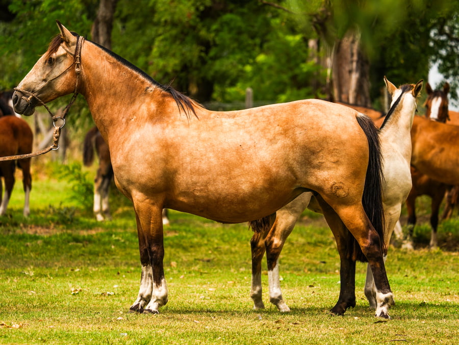 Lote SANTACRUCEÑA EMBLEMA