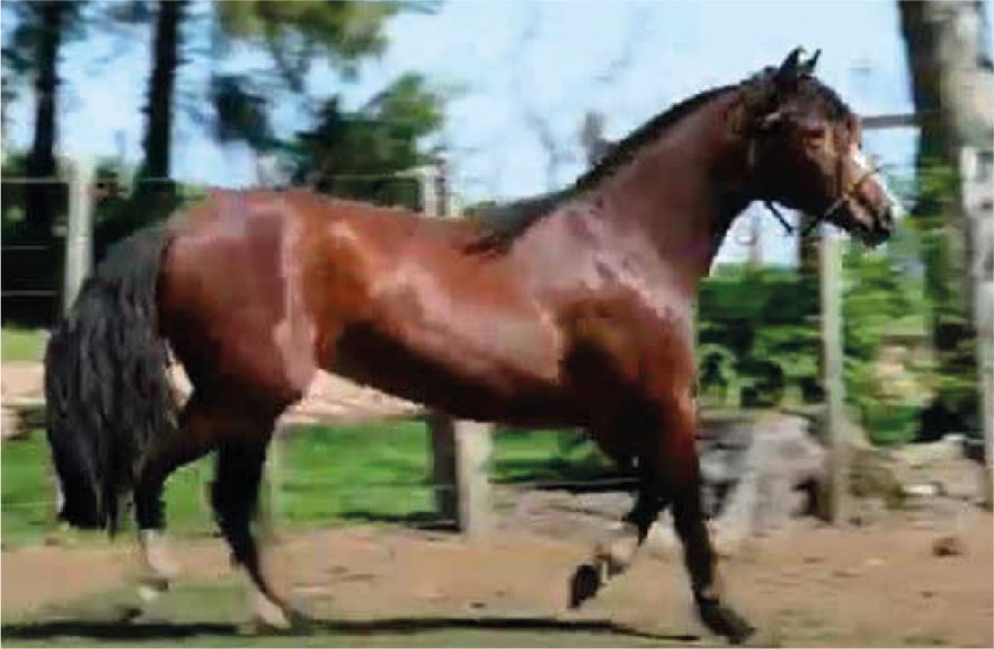 Lote El Gavilán Orca (RP 473) Cabaña "El Gavilán"