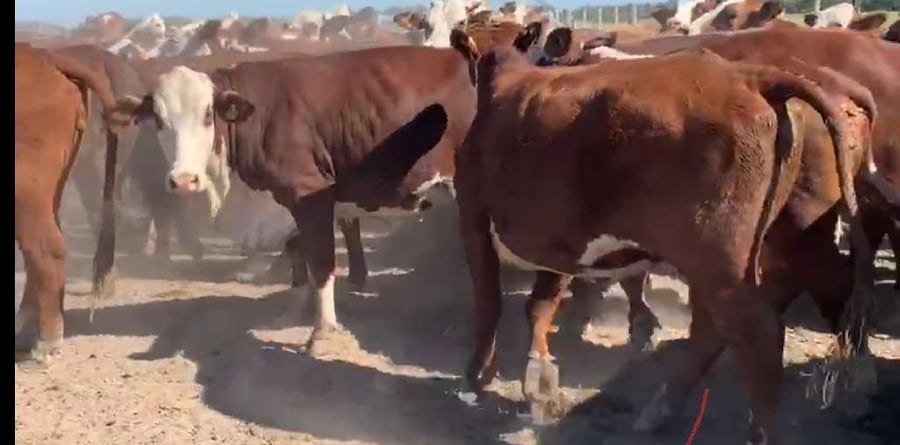 Lote 44 Vaquillonas en Tostado, Santa Fe
