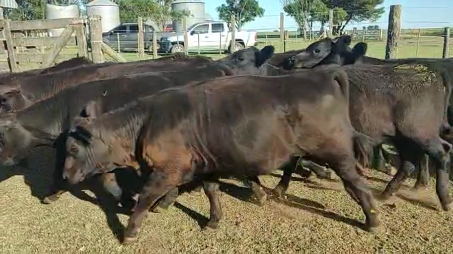 Lote 63 TERNEROS/AS  EN CORONEL SUAREZ