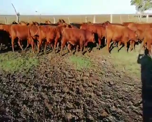 Lote 38 Novillitos en Villaguay, Entre Ríos