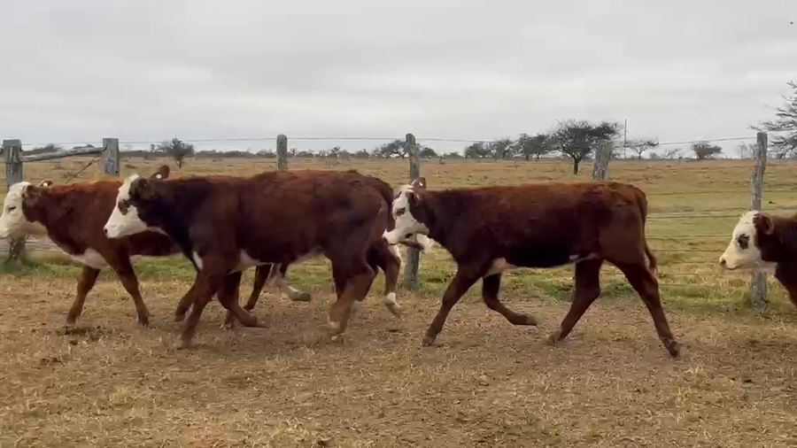 Lote 100 Terneros/as en Corrientes, Curuzú-Cuatiá