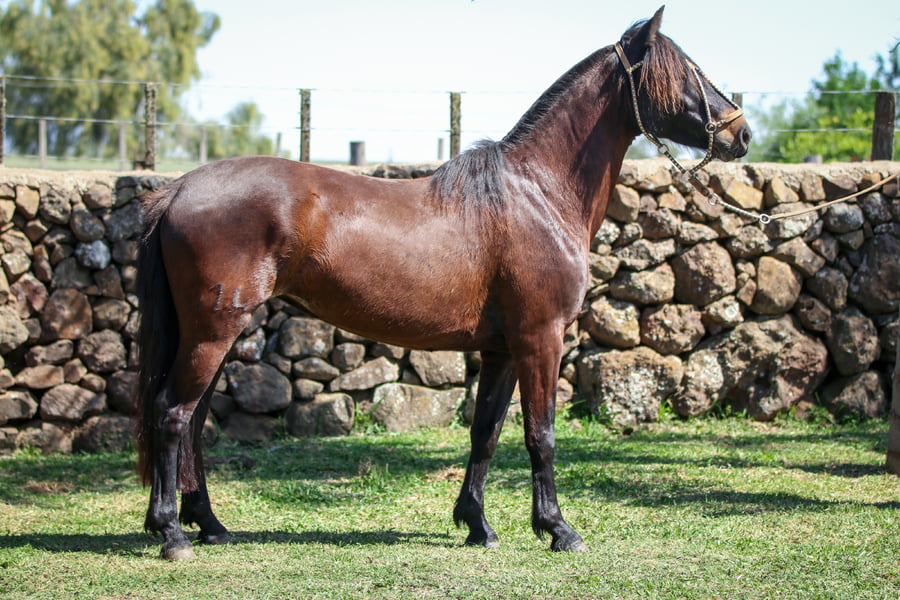 Lote Santa Ines Jabulani