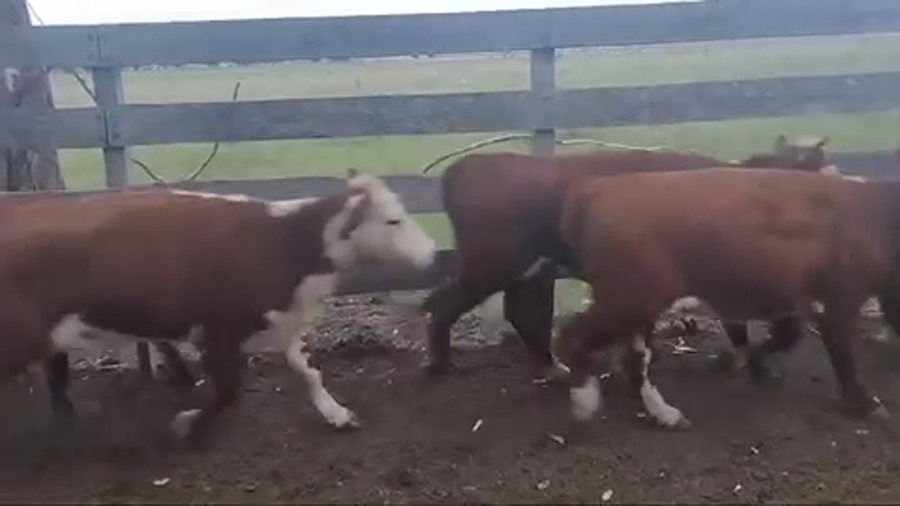 Lote 65 Vaquillonas en Villa Elisa, Entre Ríos