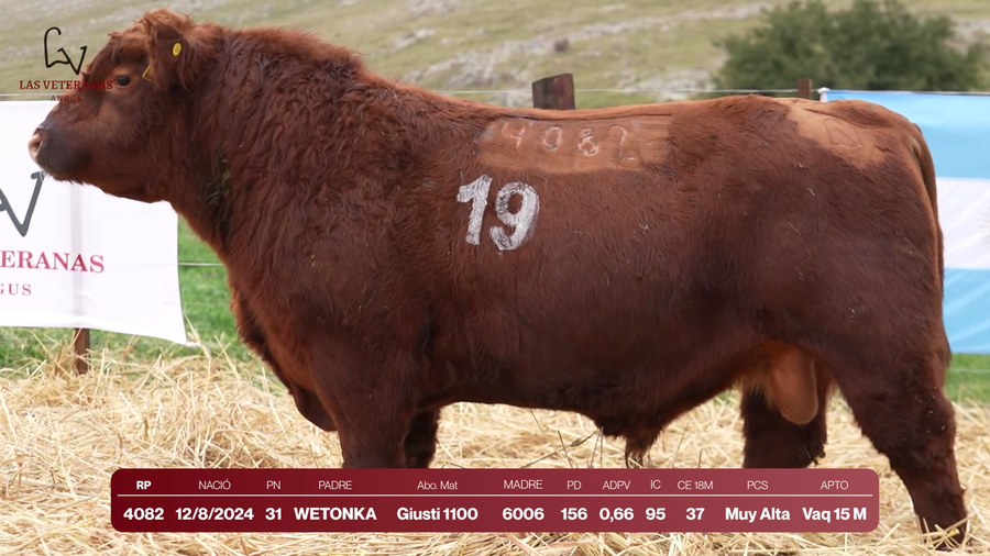 Lote Lote 6 Toros - RP 4082