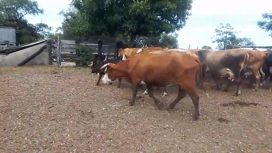 Lote 30 Vacas CUT con cría en Corrientes, Monte Caseros