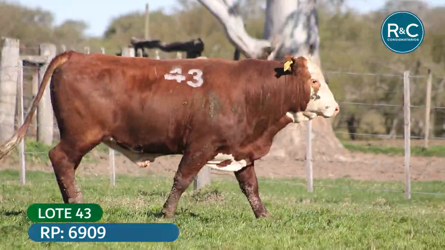 Lote Toros señal 22